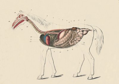 Sección longitudinal del caballo, c. 1879 de Unbekannt