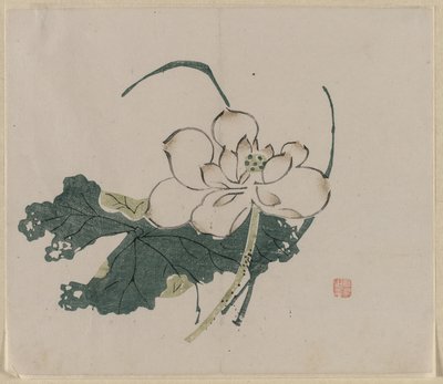 Flor de loto de Unbekannt