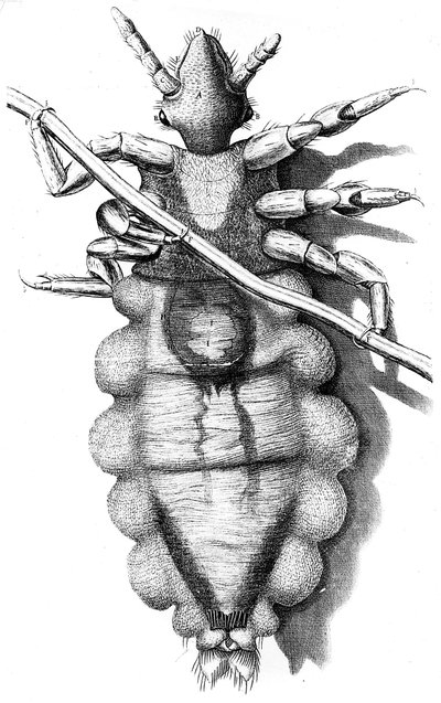 Piojo aferrado a un cabello humano, 1665 de Unbekannt
