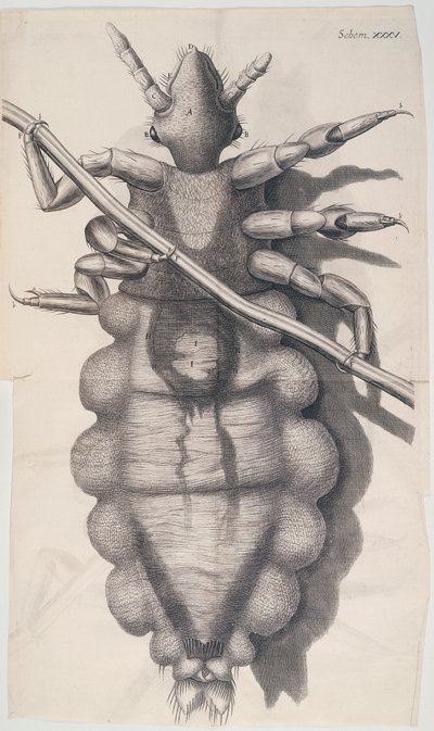 Piojo aferrado a un cabello humano en Micrographia de Hooke, 1665 de Unbekannt