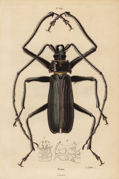 Escarabajo Macrotoma hayesii de Unbekannt