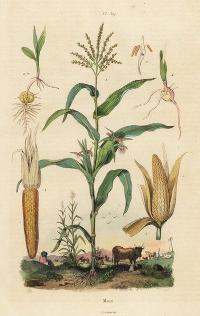 Maíz o maíz dulce, Zea mays de Unbekannt
