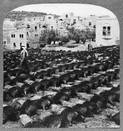 Fabricación de botellas de vino, Hebrón, c. 1900 de Unbekannt