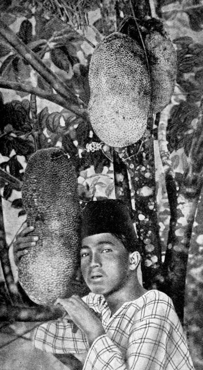 Malayo recogiendo jackfruit, 1922 de Unbekannt