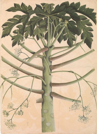 Árbol de papaya macho, ca. 1790-1800 de Unbekannt