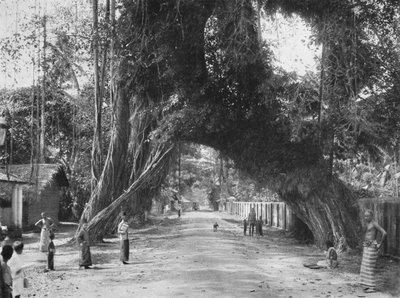 Pintoresca higuera vieja Ficus indica en la carretera Clombo-Galle cerca de Kalutara, 1926 de Unbekannt