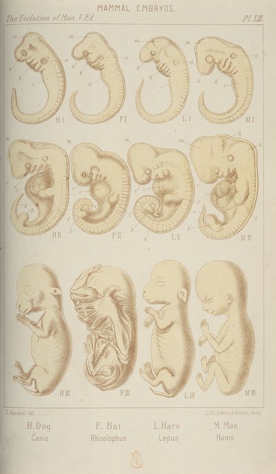 Embriones de mamíferos, 1905 de Unbekannt