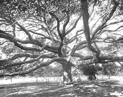 Roble vivo mamut, cerca de Jacksonville, Florida, EE. UU., c. 1900 de Unbekannt