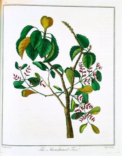 Árbol Manzanillo o Guayaba Venenosa de Unbekannt