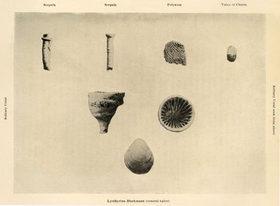 Organismos marinos, aumento 1 12, c. 1908 de Unbekannt