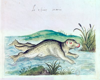 Perro marino, siglo XVI de Unbekannt