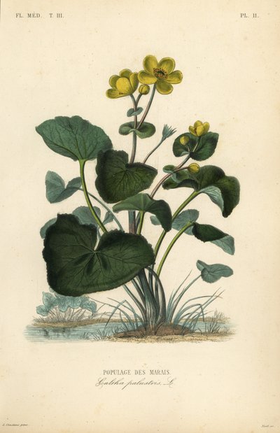 Caléndula de los pantanos de Unbekannt