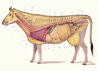 Sección media de una vaca, mostrando los principales órganos de digestión, etc., c. 1905-c. 1910 de Unbekannt