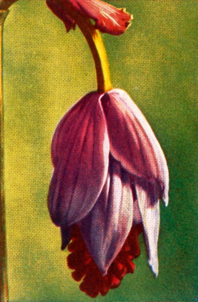 Medinilla, c1928 de Unbekannt