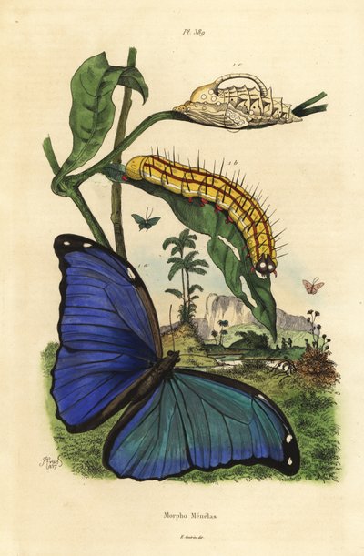 Mariposa Morpho menelaus, oruga y pupa de Unbekannt
