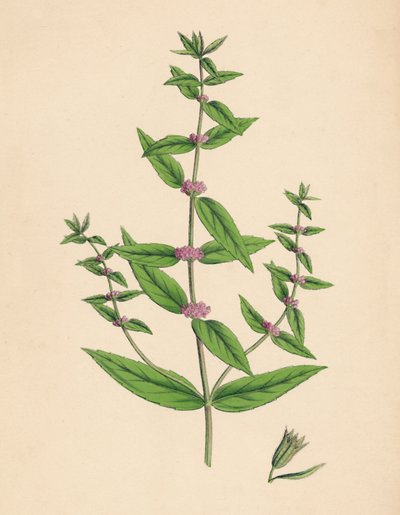 Mentha gracilis, var. genuina. Menta esbelta, siglo XIX de Unbekannt