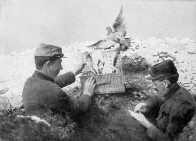 Palomas mensajeras siendo liberadas en la línea del frente, Primera Guerra Mundial, 1915 de Unbekannt