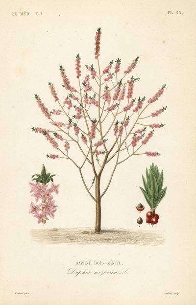 Mezereon o laurel espinoso, Daphne mezereum de Unbekannt