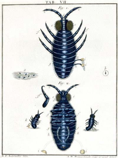 Microscopía de Unbekannt