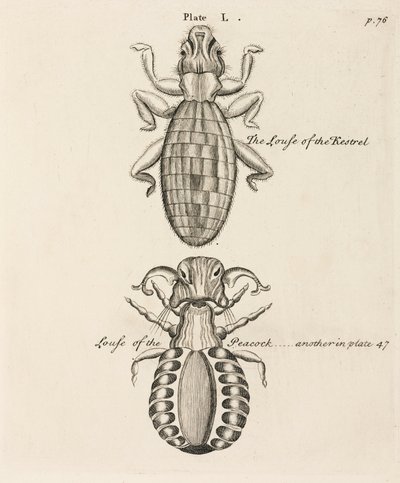 Microscopía de Unbekannt