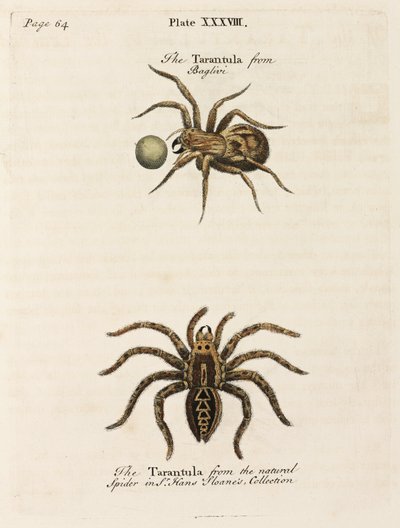 Microscopía de Unbekannt