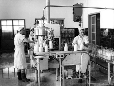 Producción de leche, Zagreb, Yugoslavia, 1952 de Unbekannt
