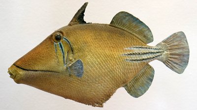 Modelo de un pez gatillo de laguna, 2000 de Unbekannt