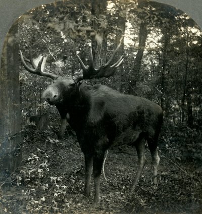 Monarca de todo lo que observo, 1899 de Unbekannt