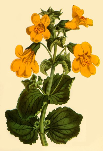 Flor de mono, 1812, 1944 de Unbekannt