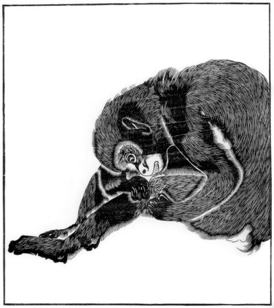 Mono, 1766 1886 de Unbekannt