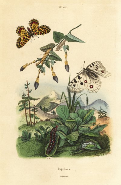 Mariposa Apollo de montaña, Parnassius apollo, y festón del sur, Zerynthia polyxena, larva y pupa de Unbekannt