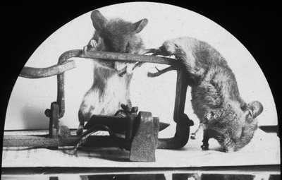 Trampa para ratones o ratas, finales del siglo XIX o principios del siglo XX de Unbekannt