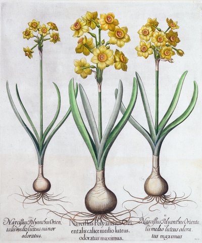 Narcisos, 1613 de Unbekannt