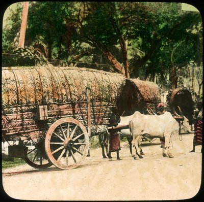 Carro de bueyes nativo, Ceilán, finales del siglo XIX o principios del siglo XX de Unbekannt