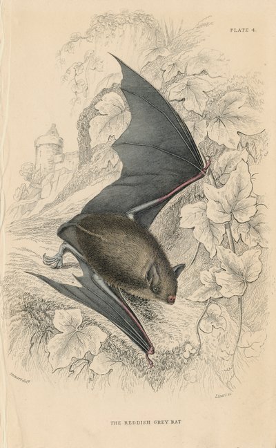 Murciélago de Natterer Myotis nattereri, 1828 de Unbekannt
