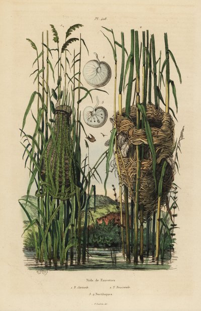 Nidos del zarzal rayado, Cisticola juncidis, y carricero común, Acrocephalus scirpaceus de Unbekannt