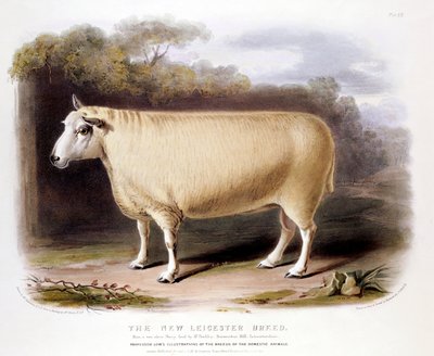 Carnero Dishley de New Leicester, 1842 de Unbekannt