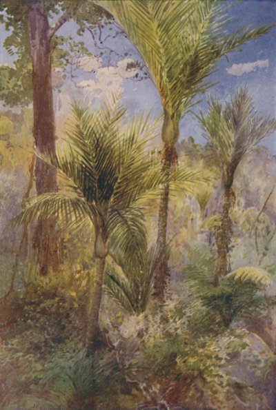 Bosque de Nueva Zelanda, 1924 de Unbekannt