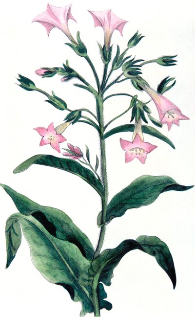 Nicotiana tabacum - planta de tabaco, 1823 de Unbekannt