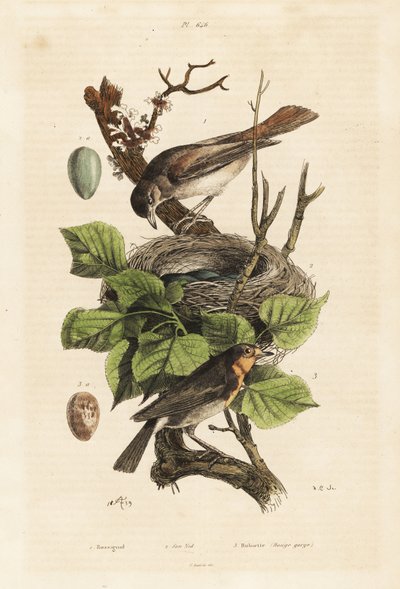 Ruiseñor, nido y huevo, Luscinia megarhynchos, y petirrojo europeo, huevo, Erithacus rubecula de Unbekannt