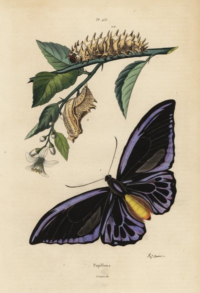 Alas de pájaro del norte, Ornithoptera priamus urvillianus 1, y crisálida y larva del alas de pájaro común, Troides helena de Unbekannt