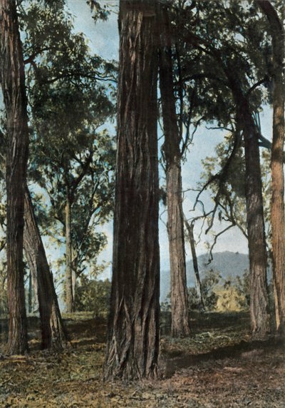 Nueva Guinea. El Bosque de Hierro, Papúa Nueva Guinea - Árboles de hierro, 1900 de Unbekannt