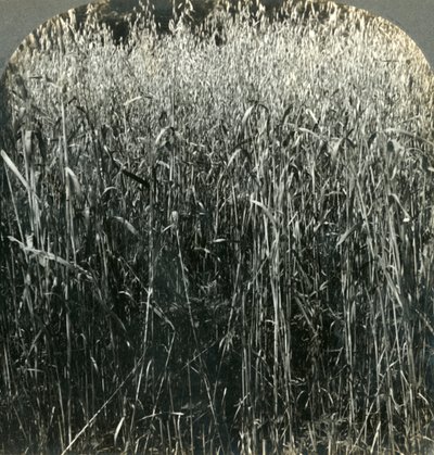 Cultivo de avena, Pensilvania, EE.UU. de Unbekannt
