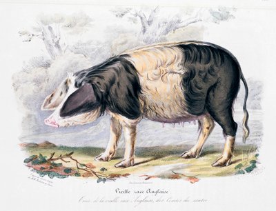 Raza de cerdo inglés antiguo, 1842 de Unbekannt