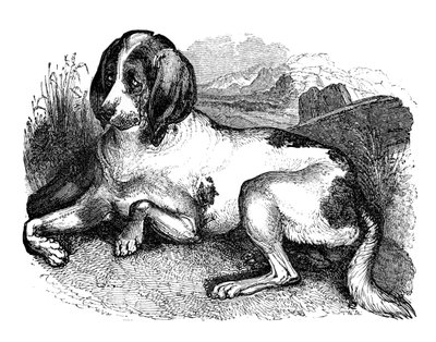 Sabueso inglés antiguo, 1848 de Unbekannt