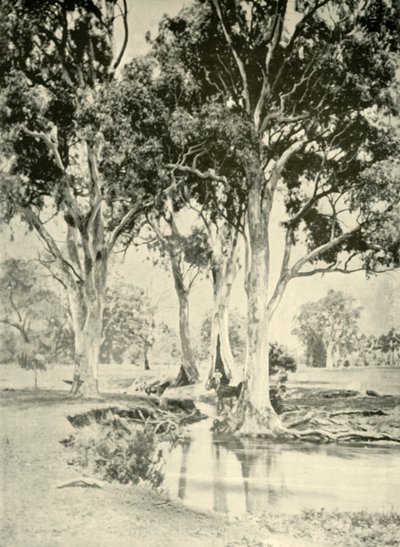 Viejos Gums, Mt. Crawford, Australia del Sur, 1901 de Unbekannt