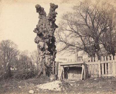 Árbol viejo cerca de Chatham, 1850s de Unbekannt