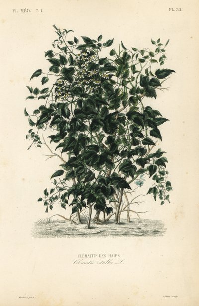 Clematis vitalba de Unbekannt