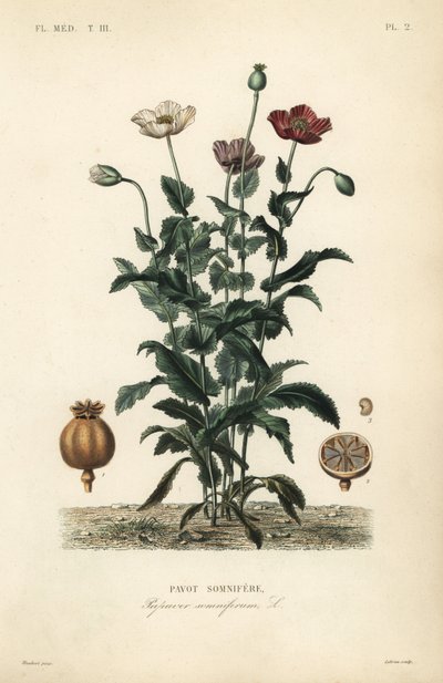 Amapola de opio de Unbekannt