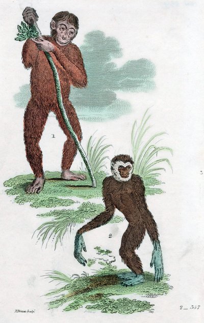 Orangután y Gibón, 1822 de Unbekannt